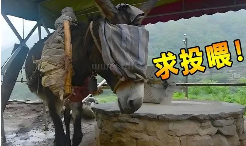 报告各位老总：最近几天我干活像驴高产如牛，有在努力更新单机版本！